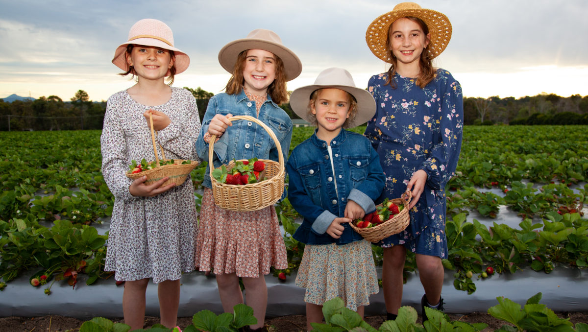Children picking strawberries at Chambers Flat Strawberry Farm