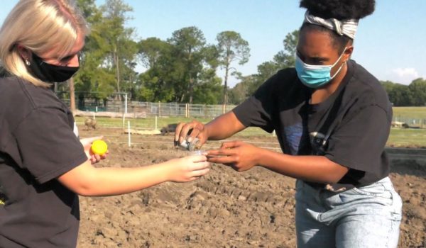 The Loganlea High Urban Farm and Food Forest Project combines agriculture and problem-solving with social awareness for students.