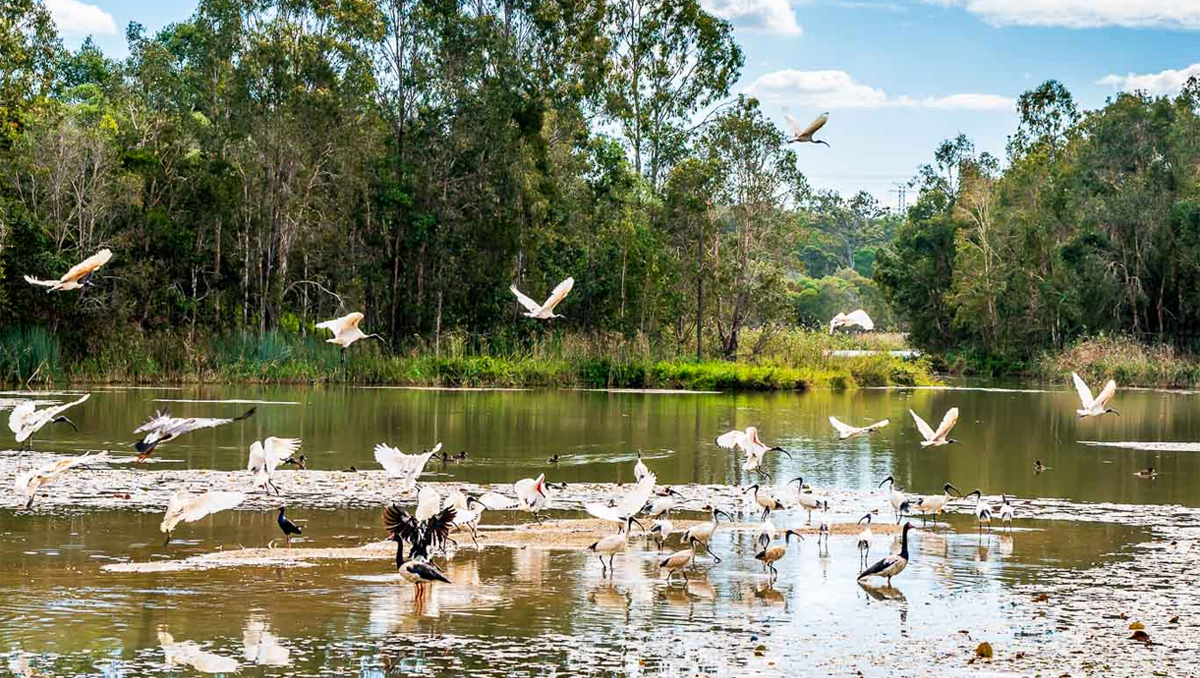 Berrinba Wetlands, one of the best trails to hike in the City of Logan.