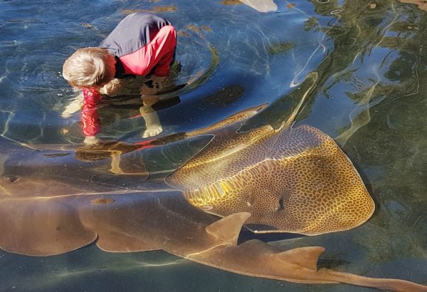 A child at Shark and Ray Gardens, located in the City of Logan, interacting with a ray.