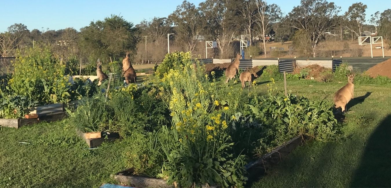 Kangaroos hanging out at Jimboomba Community Garden
