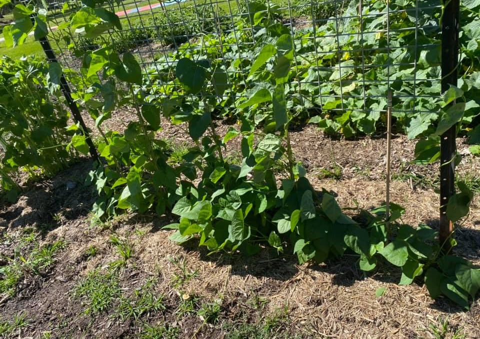 Our Logan | Logan City Council | What's On in Logan - beans and cucumbers growing at Jimbelungare Community Garden.