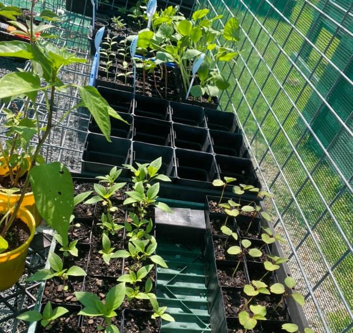Our Logan | Logan City Council | What's On in Logan - seedlings growing at Beans and cucumbers growing at Jimbelungare Community Garden.