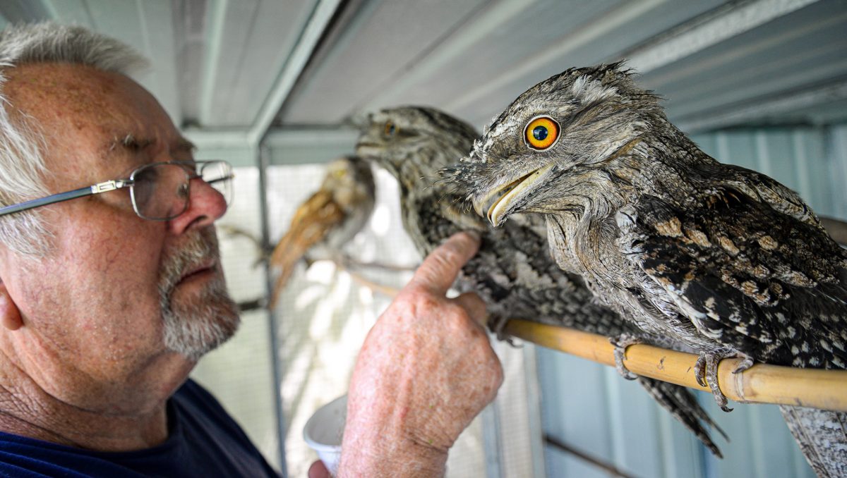 A photograh of Bob Wiley with one of the tawny frogmouths he cares for at his Flagstone home.