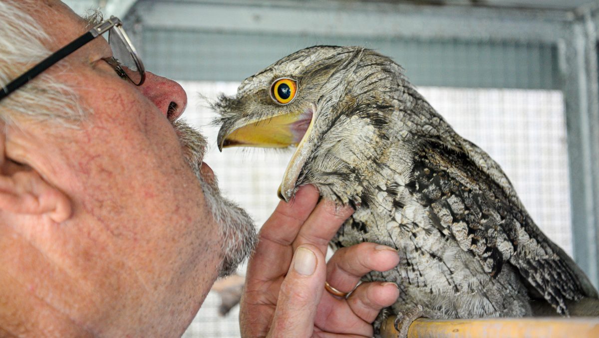 A photograph of Bob Wiley with one of the tawny frogmouths he cares for at his Flagstone home.