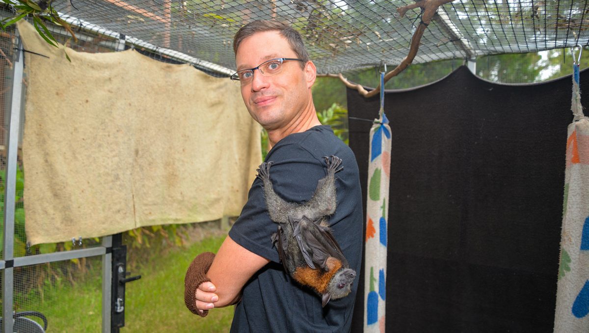 A photograph of wildlife carer Joerg Rockstroh with one of the flying foxes he is caring for at his Cornubia home.