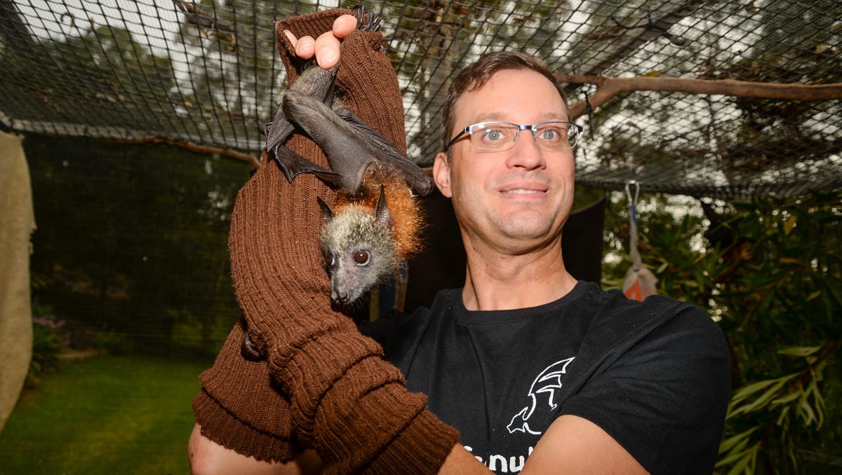 A photograph of wildlife carer Joerg Rockstroh with one of the flying foxes he is caring for at his Cornubia home.