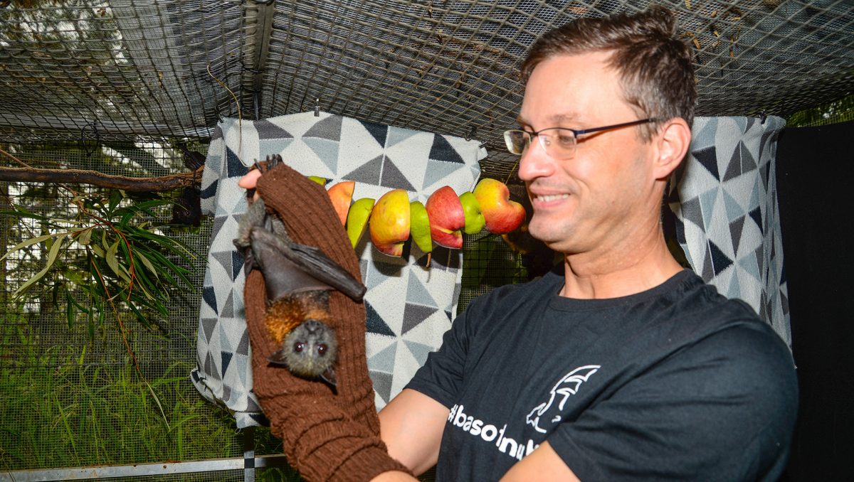 A photograph of wildlife carer Joerg Rockstroh with one of the flying foxes he is caring for at his Cornubia home.