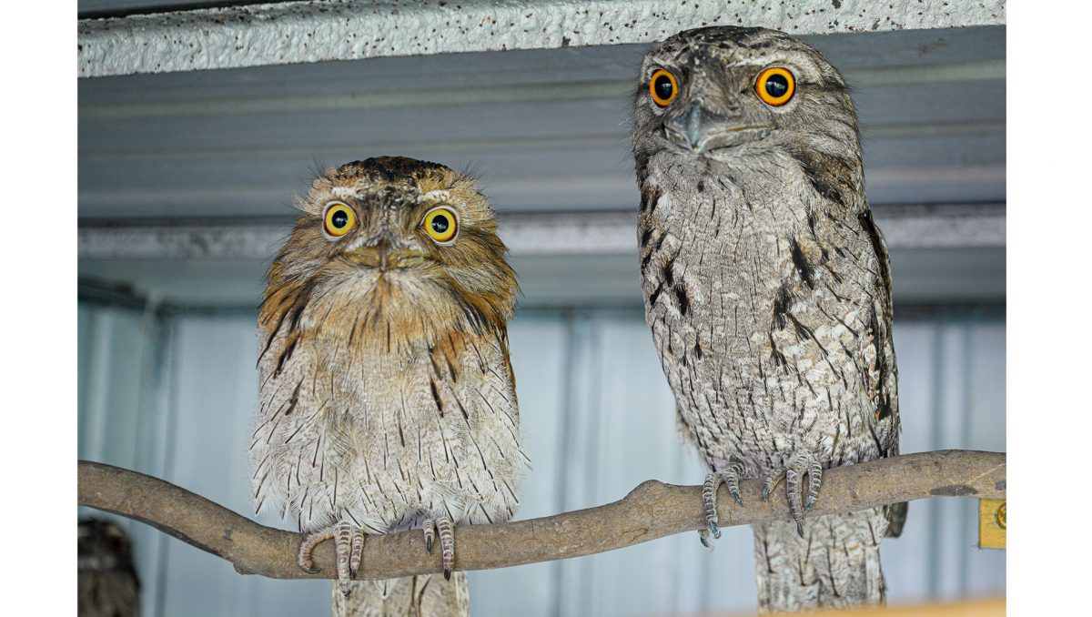 This is a photograph of tawny frogmouths at wildlife carer Bob Wiley's Flagstone home.