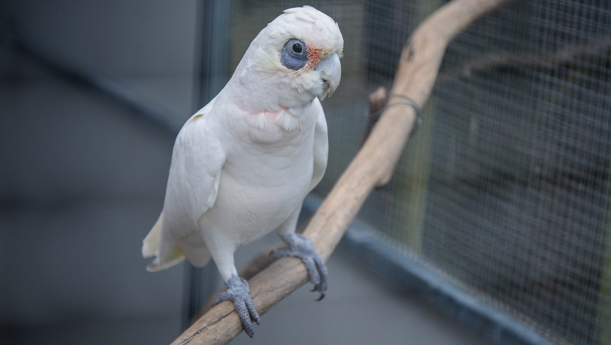 This is a photograph of one of the corellas at the Wileys' home in Flagstone.