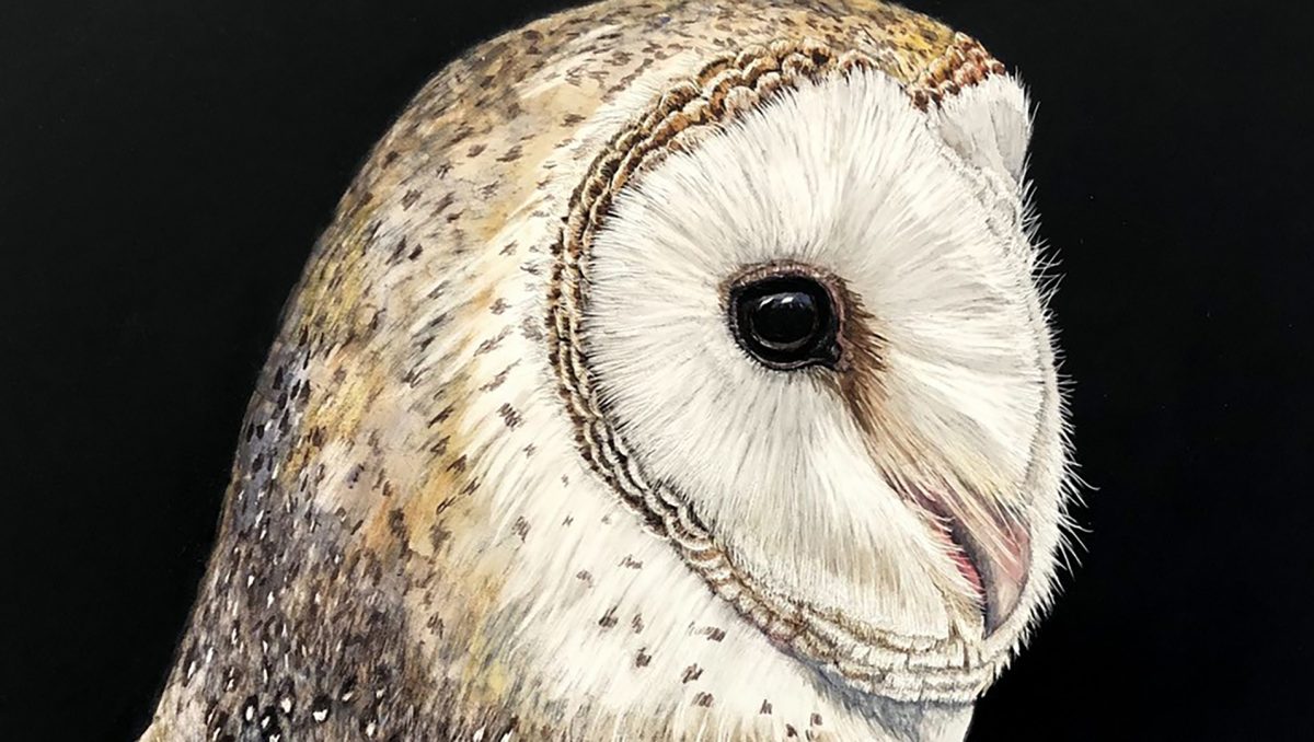 Eastern Barn Owl by Esther Horton