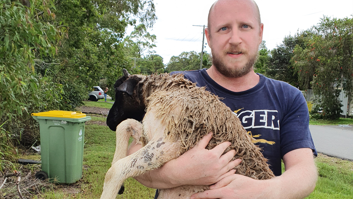 An animal rescue story in Slacks Creek during the Logan floods.