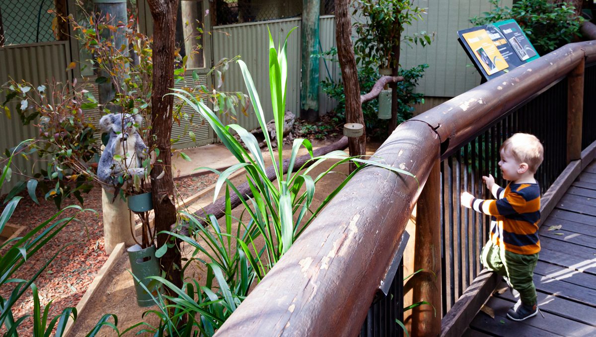 An image of a small boy looking at a koala to demonstrate that Daisy Hill Koala Centre is just one City of Logan venue that could attract nature-based tourism enthusiasts.