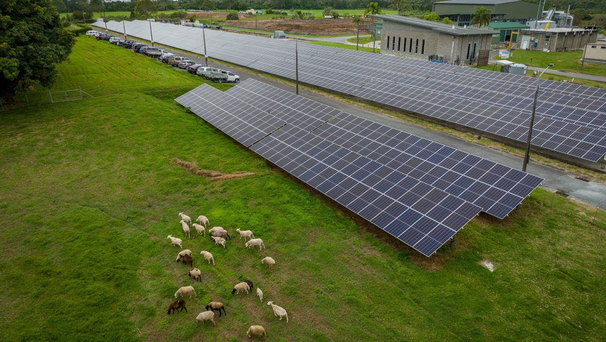 Sheep grazing near solar panels