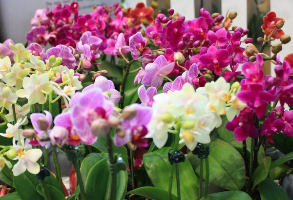 Annual Orchid show in Springwood.