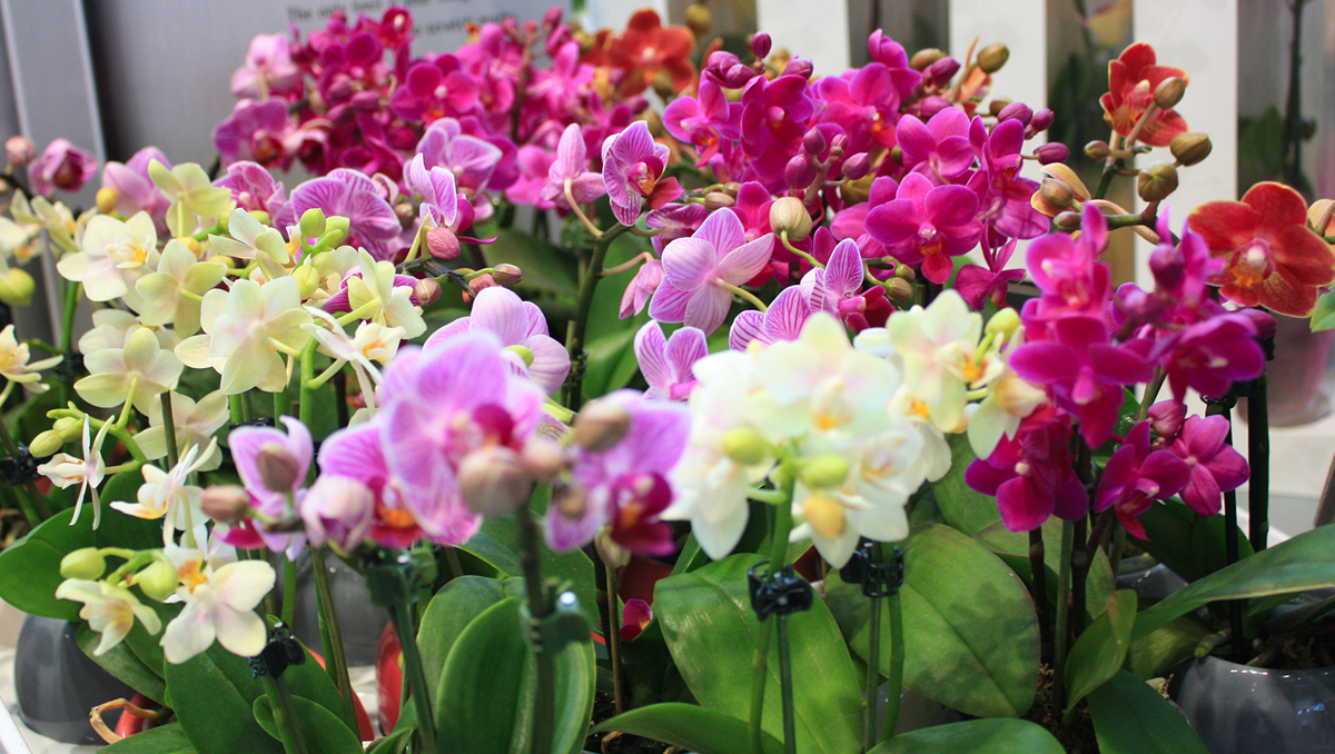 Annual Orchid show in Springwood.