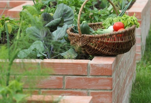 Eating from your garden - Logan style! - Dr Kevin Redd