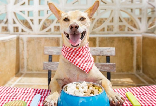 MYO Meal Enrichers for your Doggo - Maddy Smith