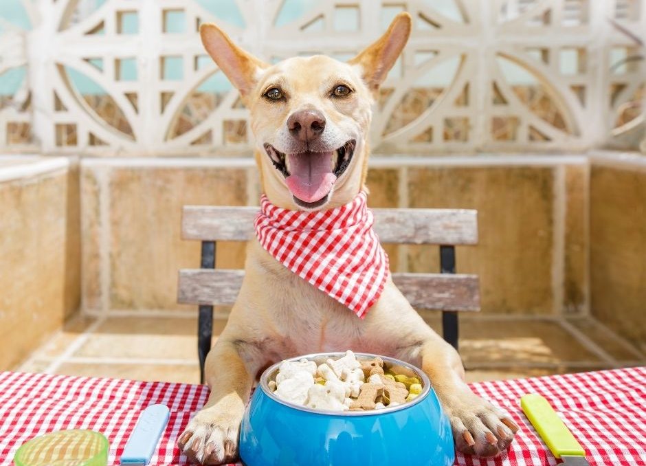 MYO Meal Enrichers for your Doggo - Maddy Smith