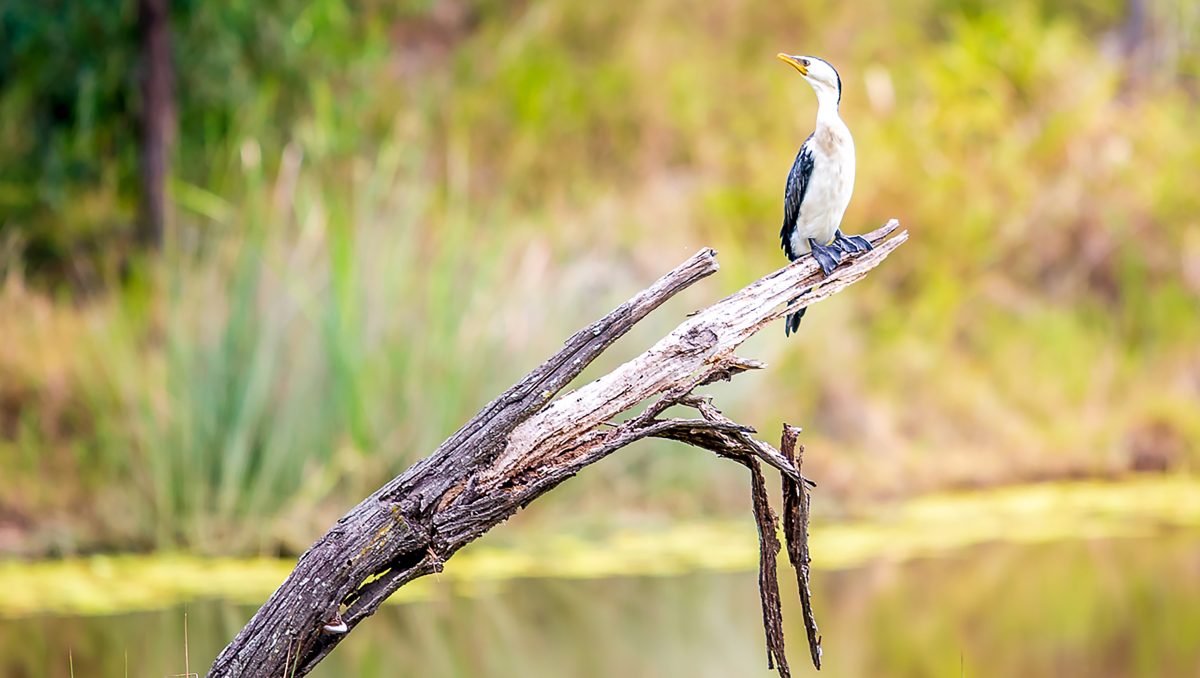 A bird on a branch at Berrinba Wetlands. Photo: David O'Connell