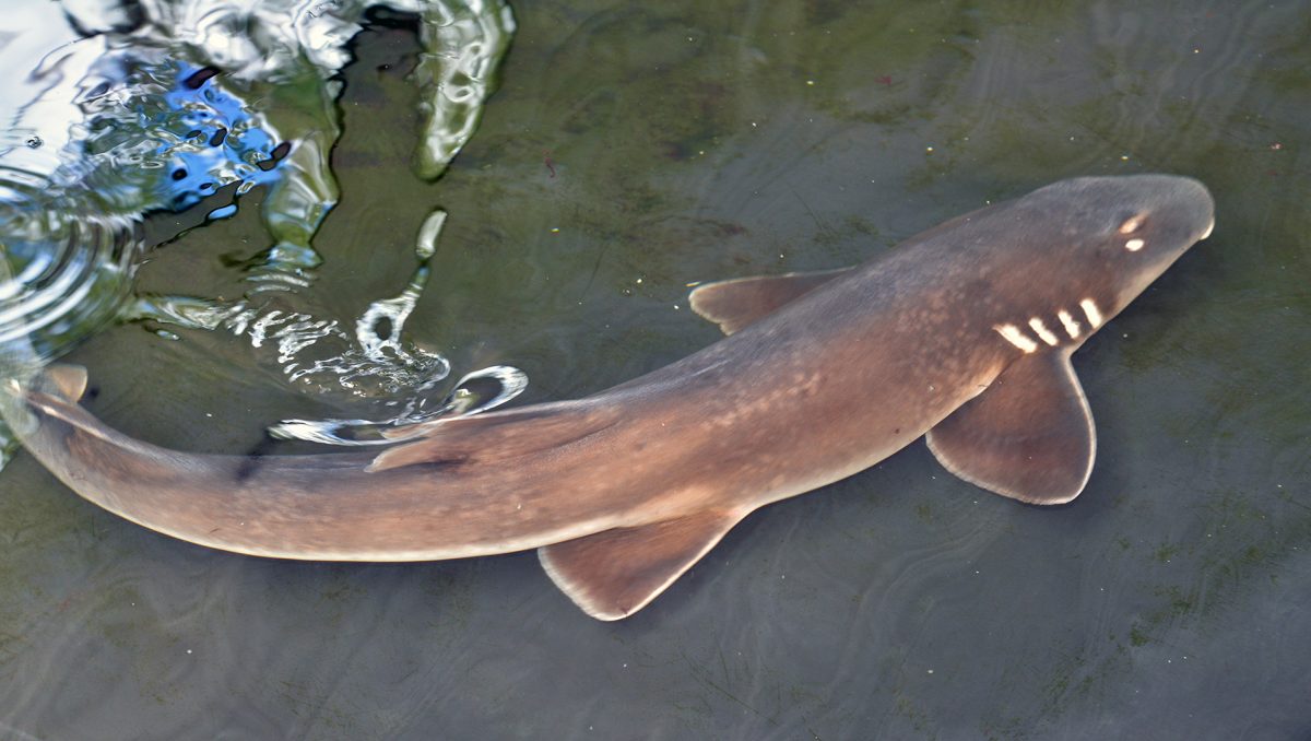 Fish'n'Chips - one of the sharks at the Shark and Ray Gardens.