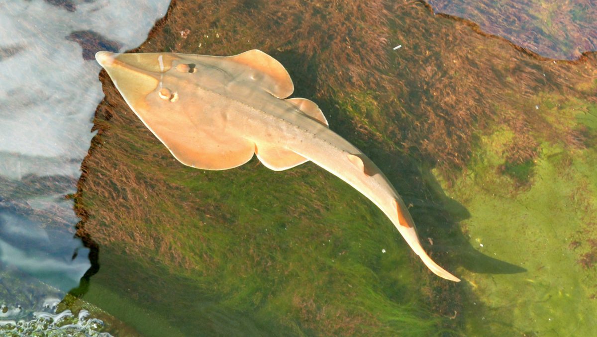 One of the sting rays at the Shark and Ray Gardens.