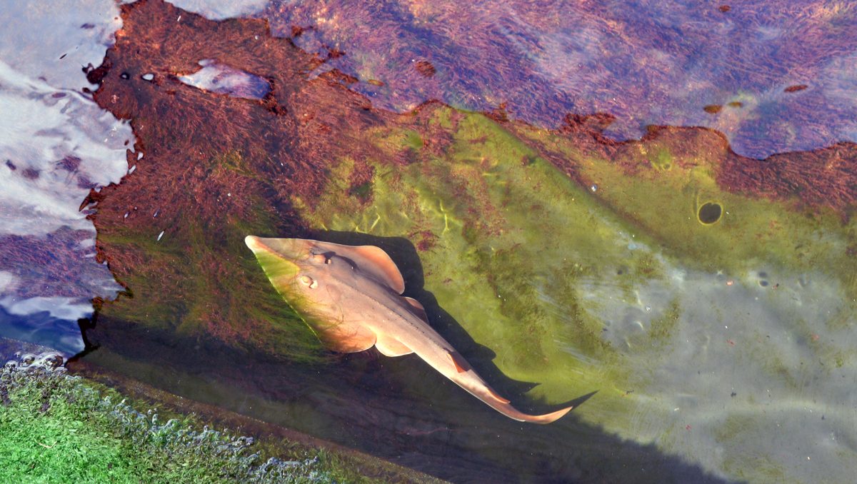 One of the stingrays at the Shark and Ray Gardens.