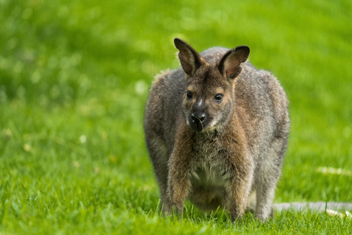 The,Red-necked,Wallaby,Or,Bennett's,Wallaby,(macropus,Rufogriseus),Is,A