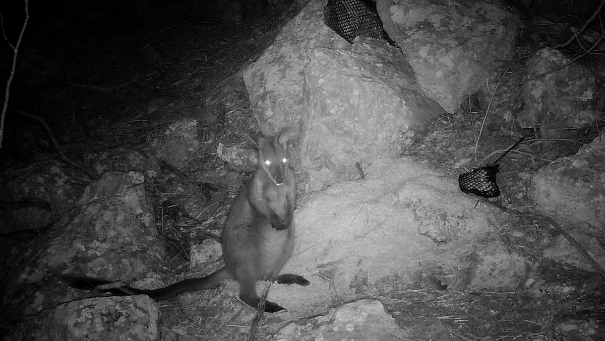 Brush-tailed rock wallaby night shot