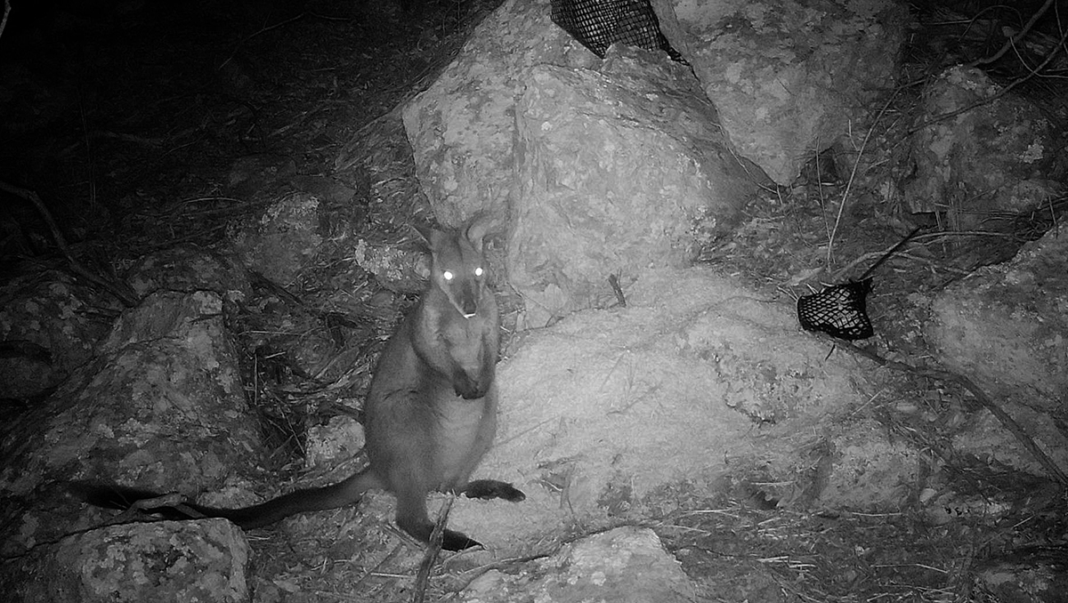 Brush-tailed rock wallaby night shot