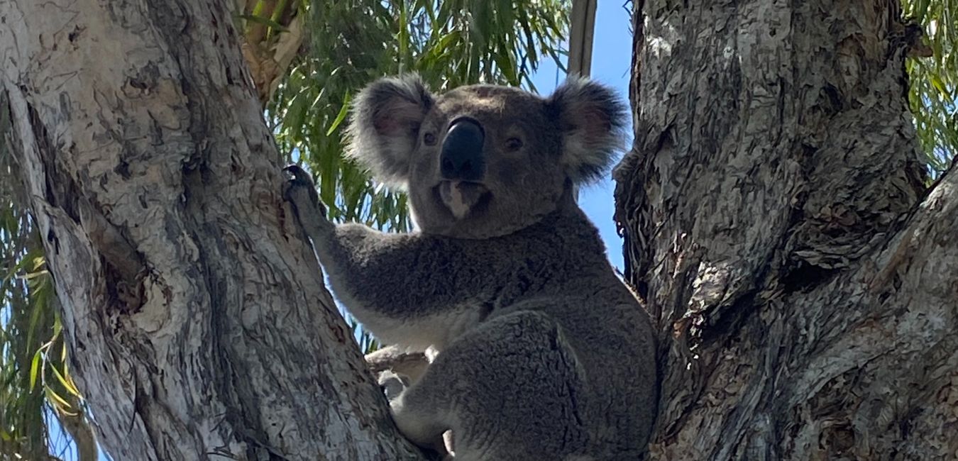 Koala rescue a memorable experience for mum and daughter - Our Logan