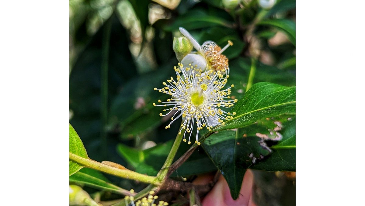 A native guava flower.