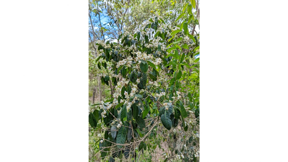 A native guava tree in bloom.