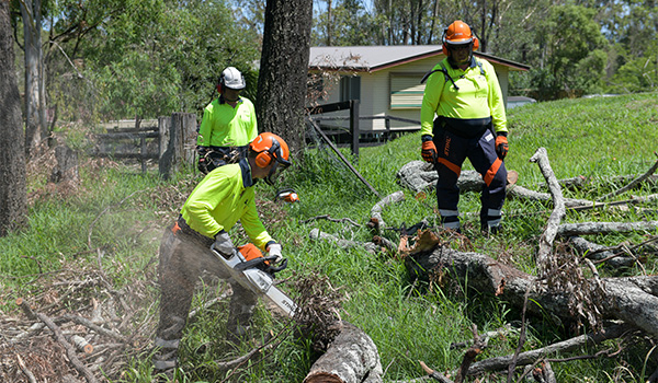 An image of The vegetation clean-up continuing in Logan's Cedar Grove today.