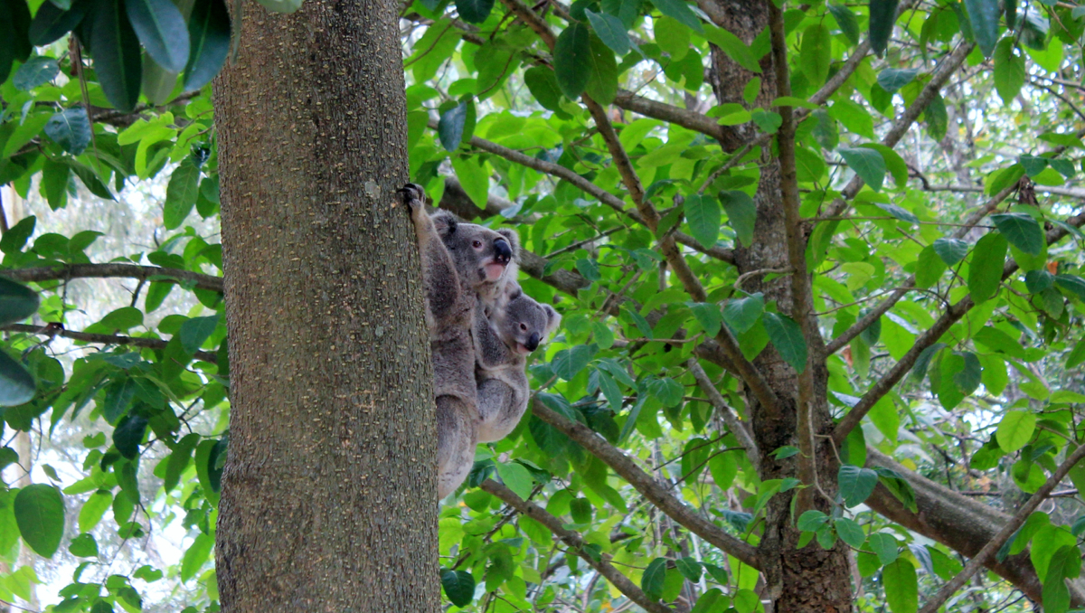 This is a photo of a koala and her baby in a tree.