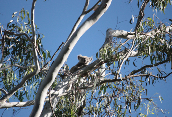 Koala in a gumtree