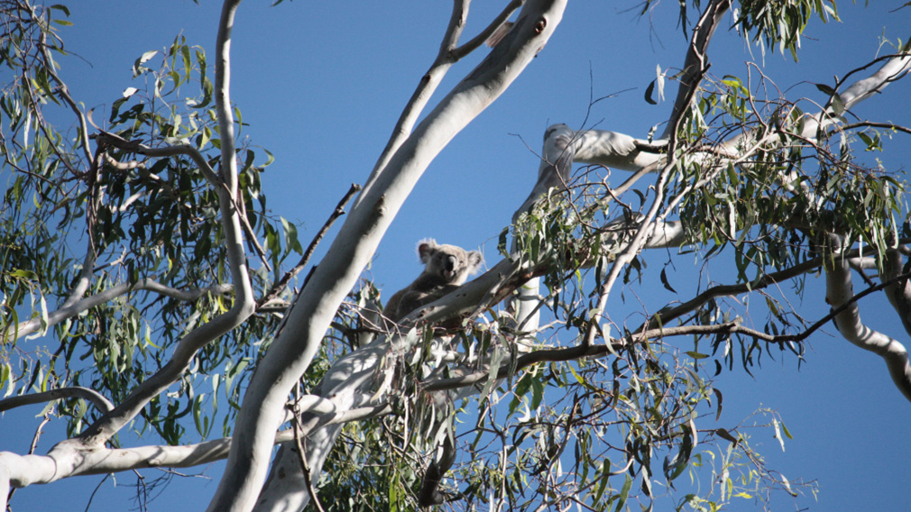 Koala in a gumtree