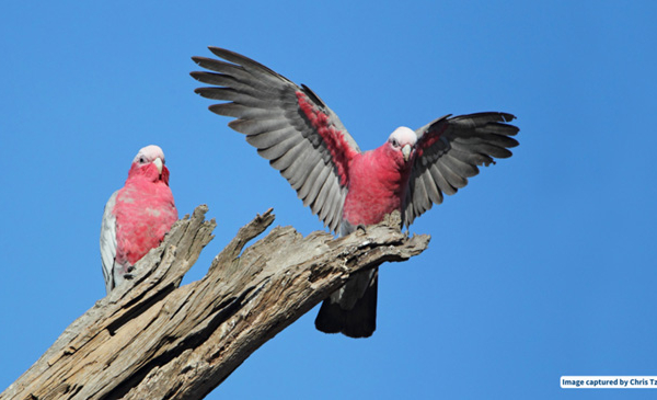 Two galah's perched on a tree stump