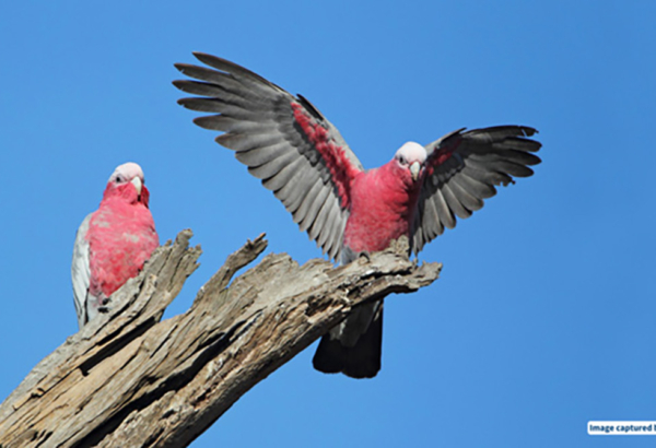 Two Gallah's on a tree stump