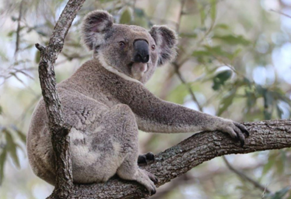 Koala in a tree