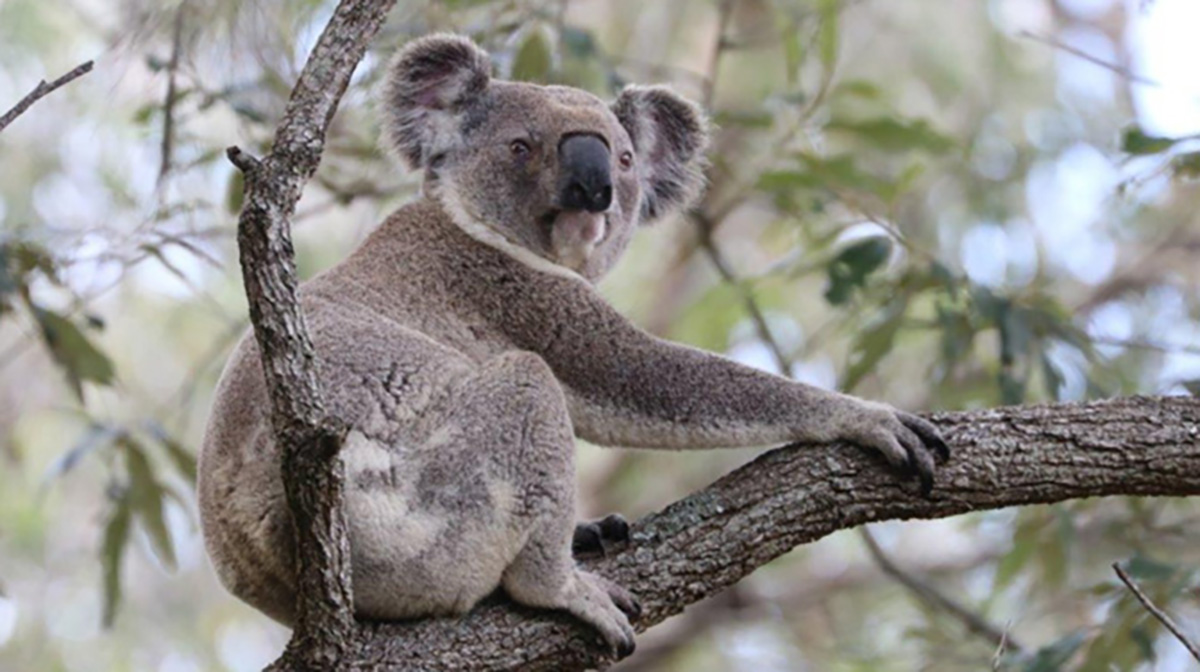 Koala in a tree