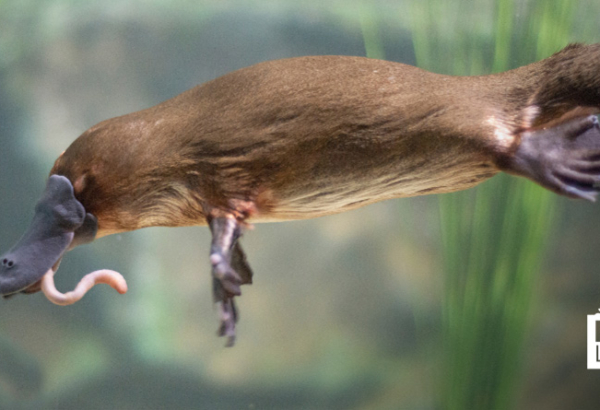 Platypus swimming with a worm in its mouth