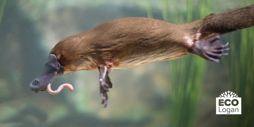 Platypus swimming with a worm in its mouth