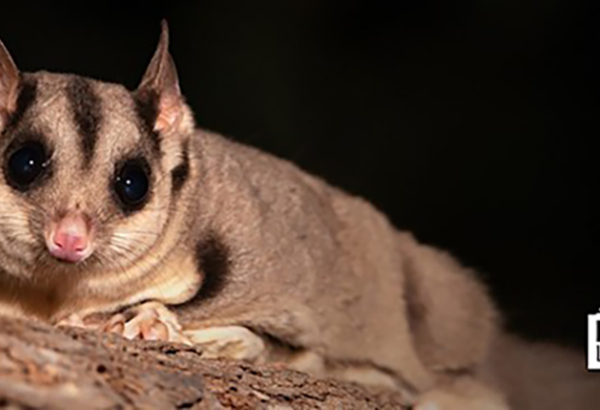 Possum on a branch at night