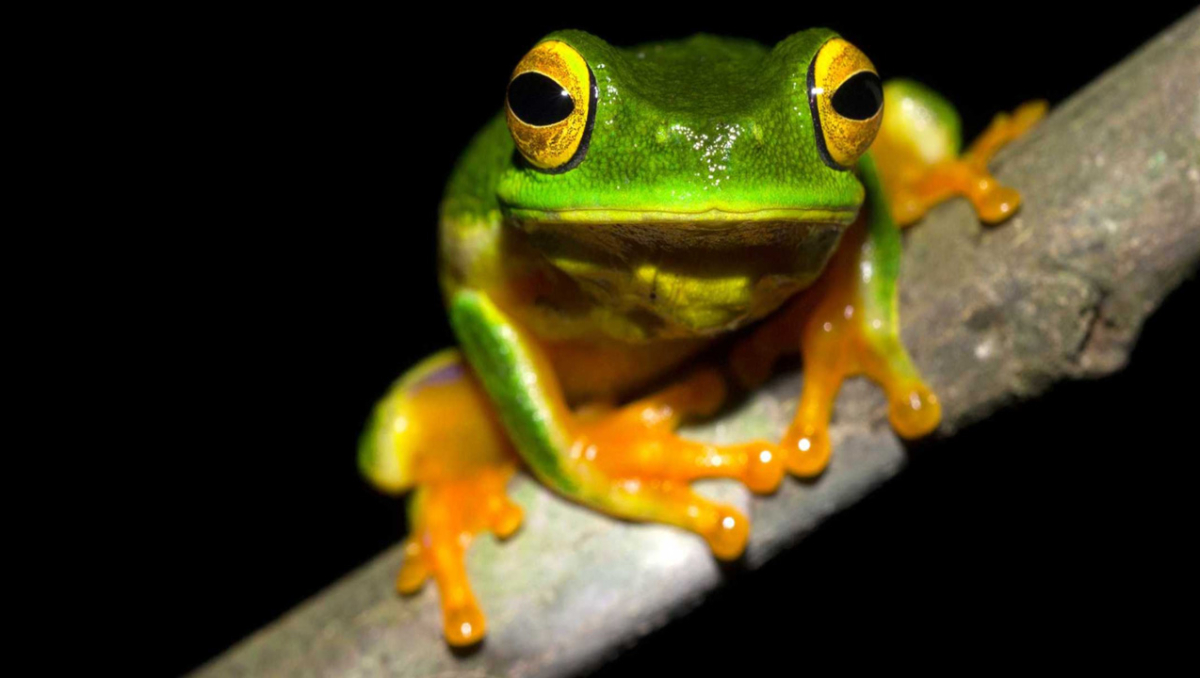 Small green frog crouched on a branch