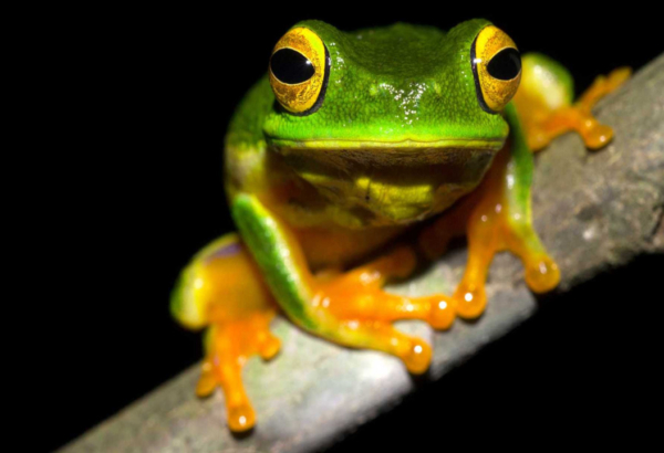 Small green frog crouched on a branch