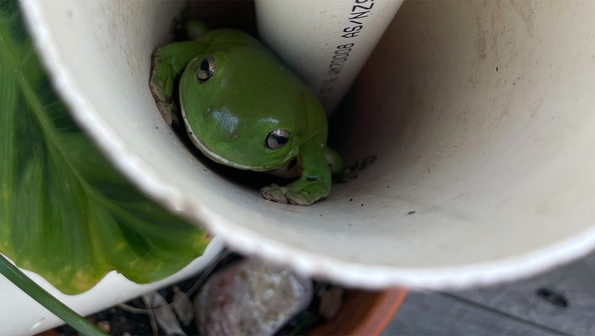Green tree frog sitting inside a plastic pipe