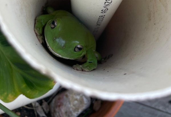 Green tree frog sitting inside a plastic pipe