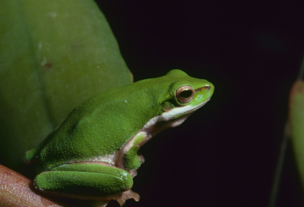 Green frog on a branch