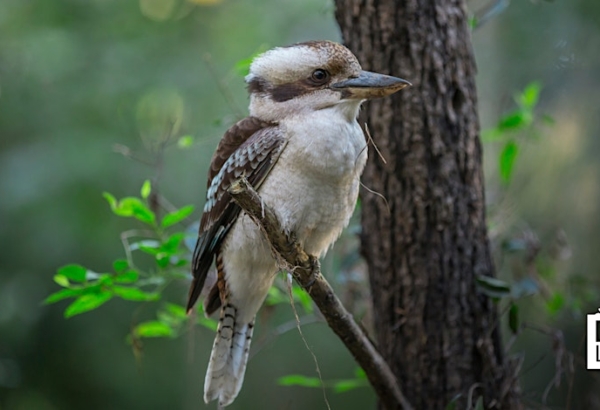 kookaburra nestled in a tree